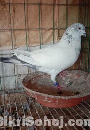 Pigeon for Sale